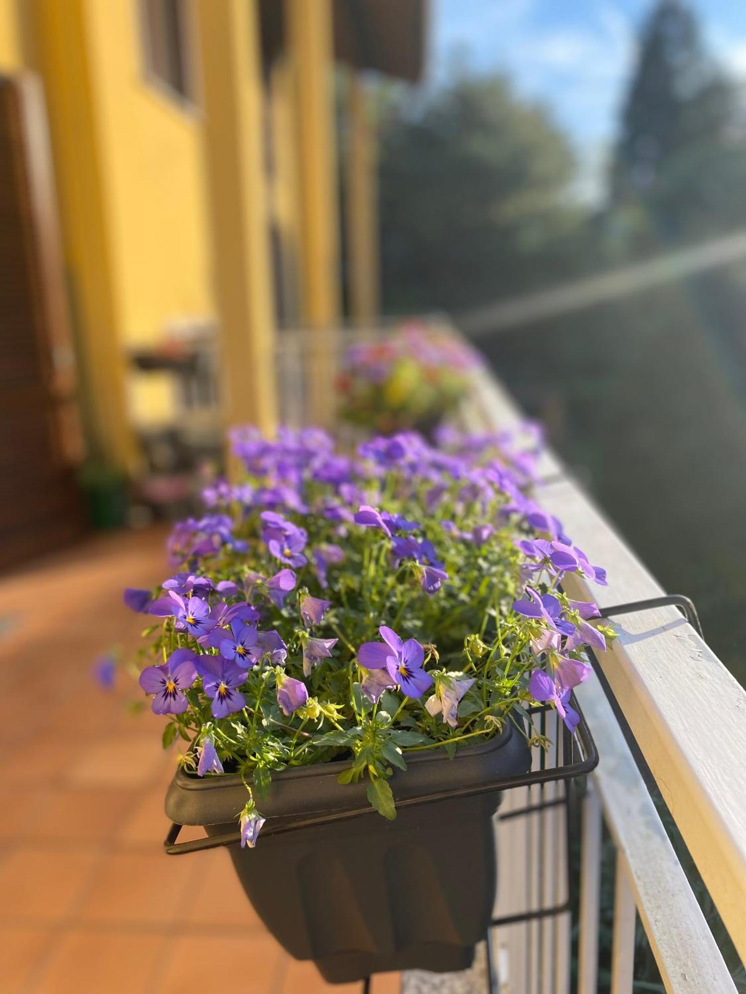 Appartamento Anna Lungo Fiume - Lago Maggiore セスト・カレンデ エクステリア 写真